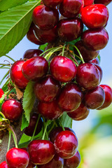 Cherries on a branch of a fruit tree in the sunny garden. Bunch of Fresh cherry on branch in summer season