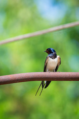 Barn swallow or Hirundo rustica or swift, lovely black bird with green face perching on metal pipe over green blur background.
