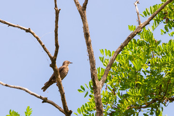 Fototapeta premium Steppe lark or Melanocorypha calandra on branch of tree