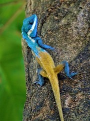 Yellow and blue skin lizard photographed in Australia