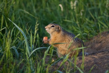 Naklejka na ściany i meble Ground squirrel eating carrot near his burrow