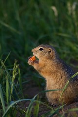 Naklejka na ściany i meble Ground squirrel eating carrot near his burrow