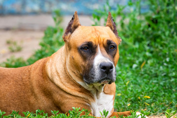Fototapeta premium Closeup portrait of staffordshire terrier. American staffordshire in garden or park