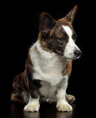 Welsh Corgi Cardigan Dog  Isolated  on Black Background in studio