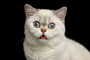 Stupid Portrait of British breed Cat White color with Blue eyes, Stare in Camera with opened mouth...