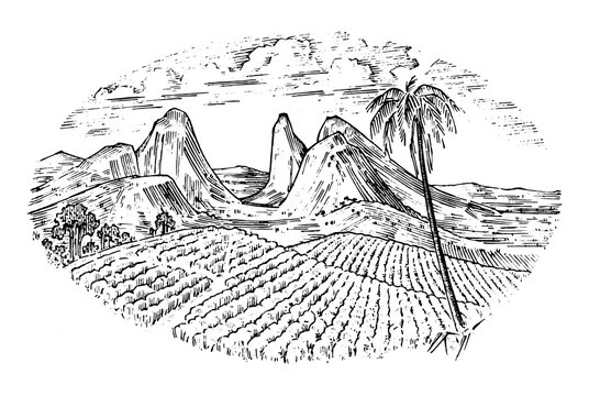 Coffee field, cocoa plantation. Vintage landscape, old looking scratchboard or tattoo style for menu and signage in the bar. engraved hand drawn sketch for label or T-shirt. Wine company bottle design