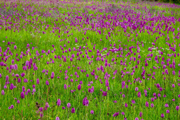 Orchidées sauvages en Provence