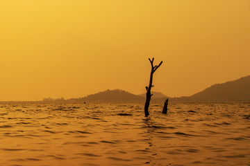 dead tree in water on golden sunset sky background