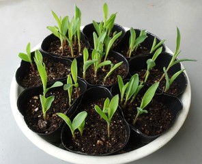 トウモロコシの苗