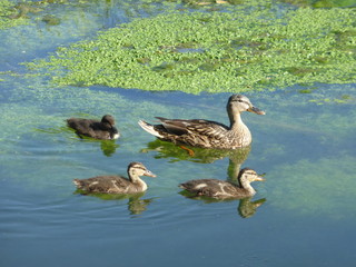 Entenmutter mit jungen Entenkindern schwimmen im Bach 