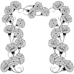 Floral design with bindweed on a white background. Vector illustration with place for text.  Greeting card, invitation or isolated elements for design.