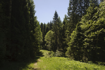 Fototapeta na wymiar Summer forest landscape