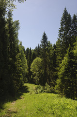 Fototapeta na wymiar Footpath in summer forest