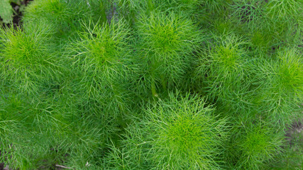 plants background texture
