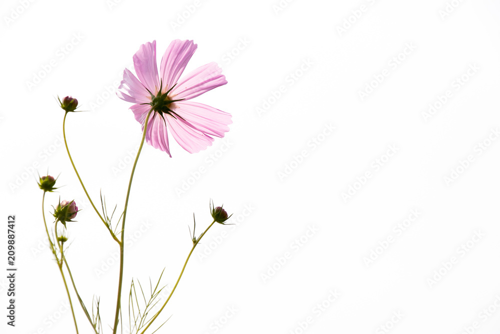 Wall mural beautiful pink color cosmos flower on white sky background