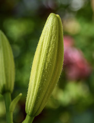 unblown lily bud on a summer day