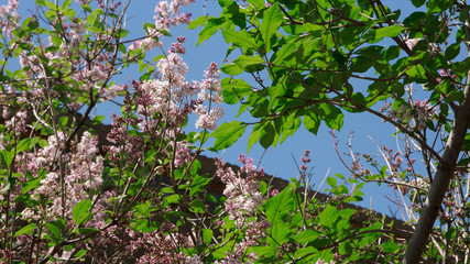 Spring flowers - blooming lilac flowers, spring sky background.