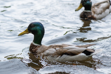 Naklejka na ściany i meble Male duck swimming in the pond