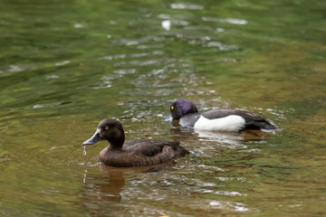 Pair of duck of different breeds is swimming together in the pond