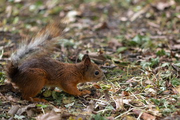 Naklejka na ściany i meble Brown squirrel during molting is sitting in the grass