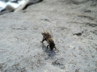 bee