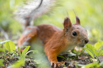 Red squirrel is sitting in the grass of the park. close-up view with bokeh