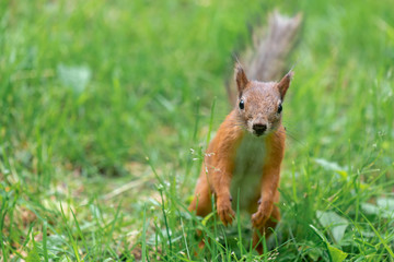 Naklejka na ściany i meble Red squirrel with dirty nose is trying to find food in the grass
