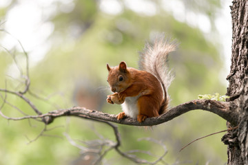 Red squirrel during molting is eating walnut on the branch in the forest © Dmitrii