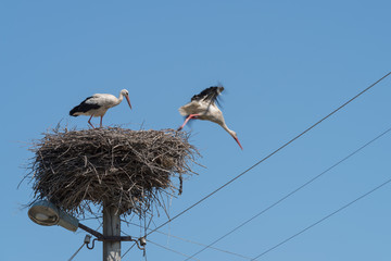 White Storks in the nest on electric pole