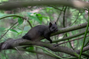 Tired black squirrel is sleeping on the branch of tree
