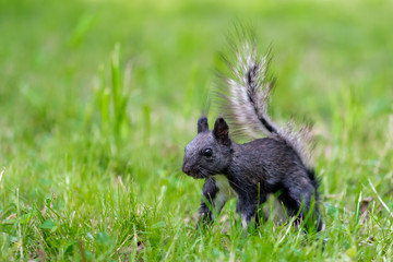 Black squirrel is looking for food in the grass