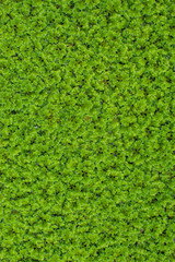 Small green trees on the surface of the water. Used as a background.