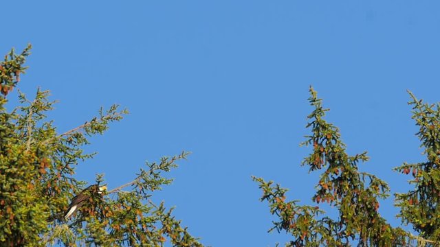 Bald Eagle Takes off from a Tree Branch Against a Blue Sky.