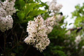 Obraz premium lilac