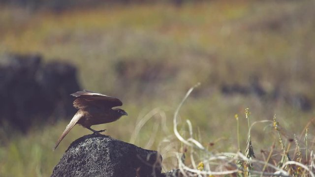 SUPER SLOW MOTION, CLOSE UP, DOF: Beautiful Chimango Caracara bird takes flight into the breathtaking wilderness in Easter Island. Breathtaking shot of majestic brown colored buzzard starting its hunt