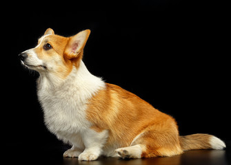 Welsh Corgi Pembroke Dog  Isolated  on Black Background in studio