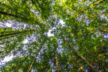 Fototapeta premium green tree in the park