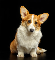 Welsh Corgi Pembroke Dog  Isolated  on Black Background in studio