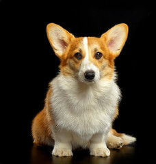Welsh Corgi Pembroke Dog  Isolated  on Black Background in studio