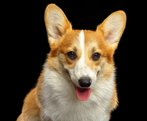 Welsh Corgi Pembroke Dog  Isolated  on Black Background in studio