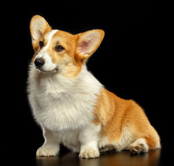 Welsh Corgi Pembroke Dog  Isolated  on Black Background in studio