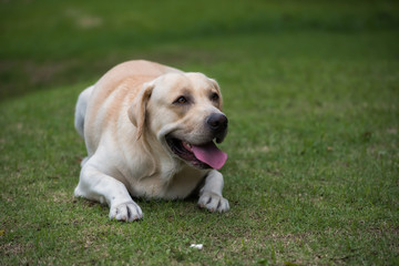 Labrador dog traning to sit down