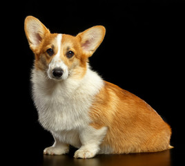 Welsh Corgi Pembroke Dog  Isolated  on Black Background in studio
