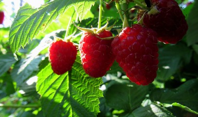 ripe raspberry berries on branch in the sunlight. red berries on green leaves background