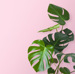 Green tropical plant stem and leaves isolated on pink background © didecs