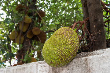 Jackfruits on tree at tropical farm