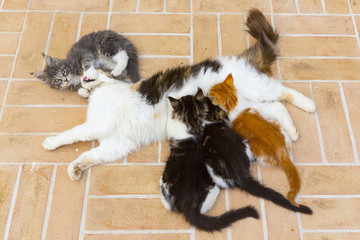gatta allatta i cuccioli piccoli gattini affamati