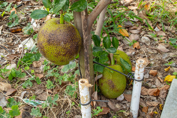 Jackfruit trees in garden.