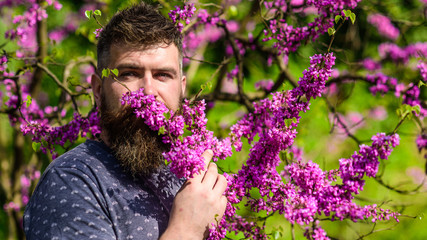 Bearded man with fresh haircut sniffs bloom of judas tree. Perfumery and fragrance concept. Man with beard and mustache on calm face near flowers on sunny day. Hipster enjoys aroma of violet blossom.