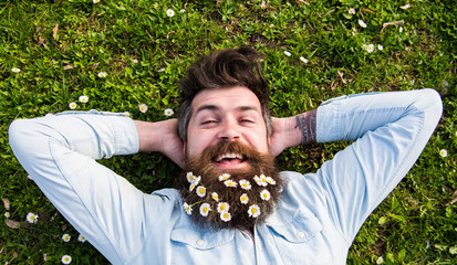 Spring holiday concept. Hipster on happy face lays on grass, top view. Man with beard and mustache enjoys spring, green meadow background. Guy looks nicely with daisy or chamomile flowers in beard.
